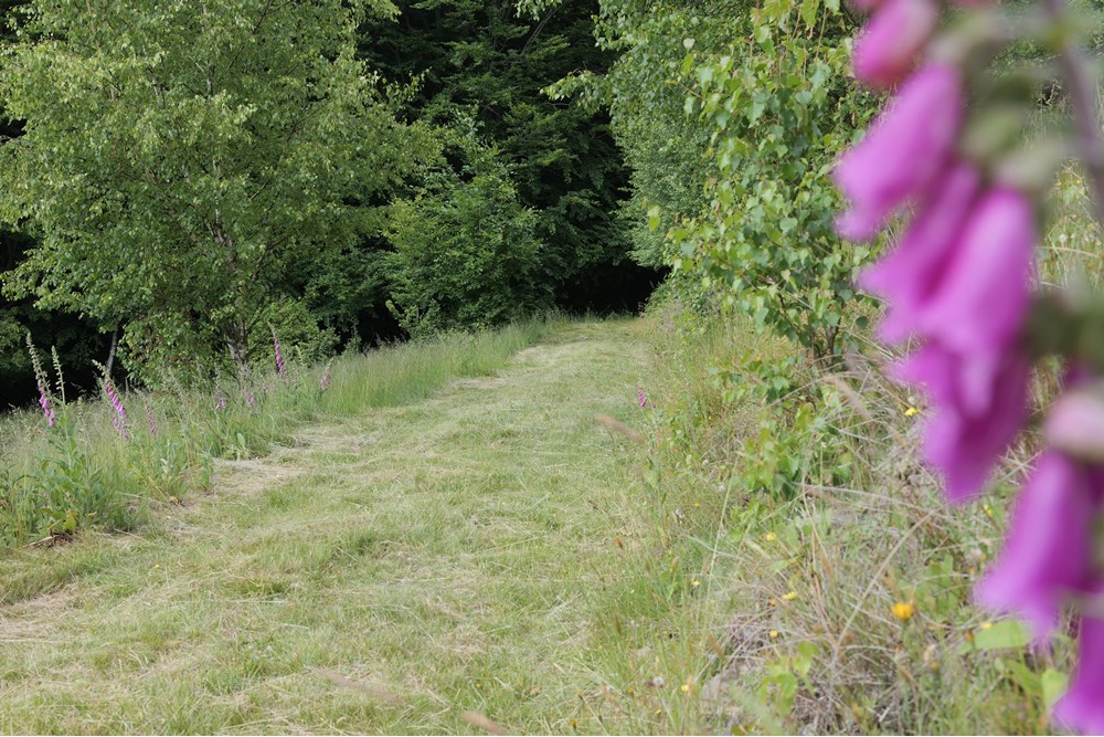 Działka - Sprzedaż - Wilkowice, Polska - P1011755.JPG - 800061116-13