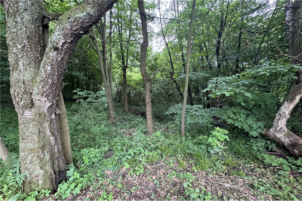 Działka budowlana - Sprzedaż - Chocznia, Polska - 20 - 800061100-85