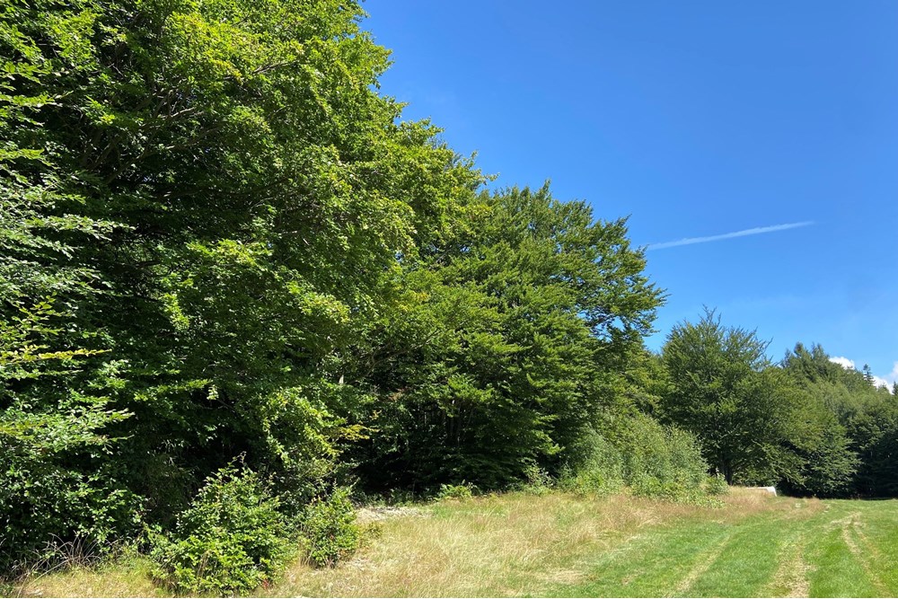 Działka - Sprzedaż - Wilkowice, Polska - IMG_9711.jpeg - 800061116-26