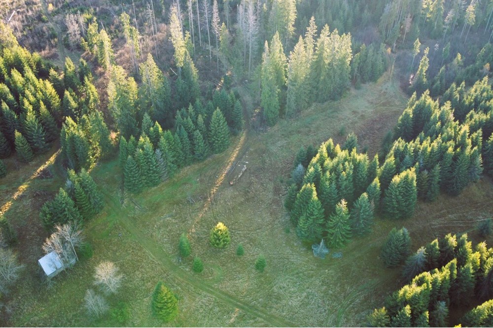 Działka - Sprzedaż - Dzianisz, Polska - F1.JPG - 470151050-8