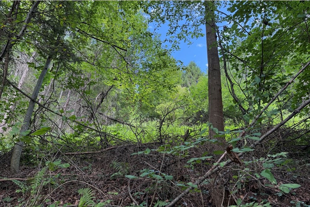 Nieruchomość gruntowa - Sprzedaż - Krościenko nad Dunajcem, Polska - IMG_0461-2.jpeg - 800091057-5