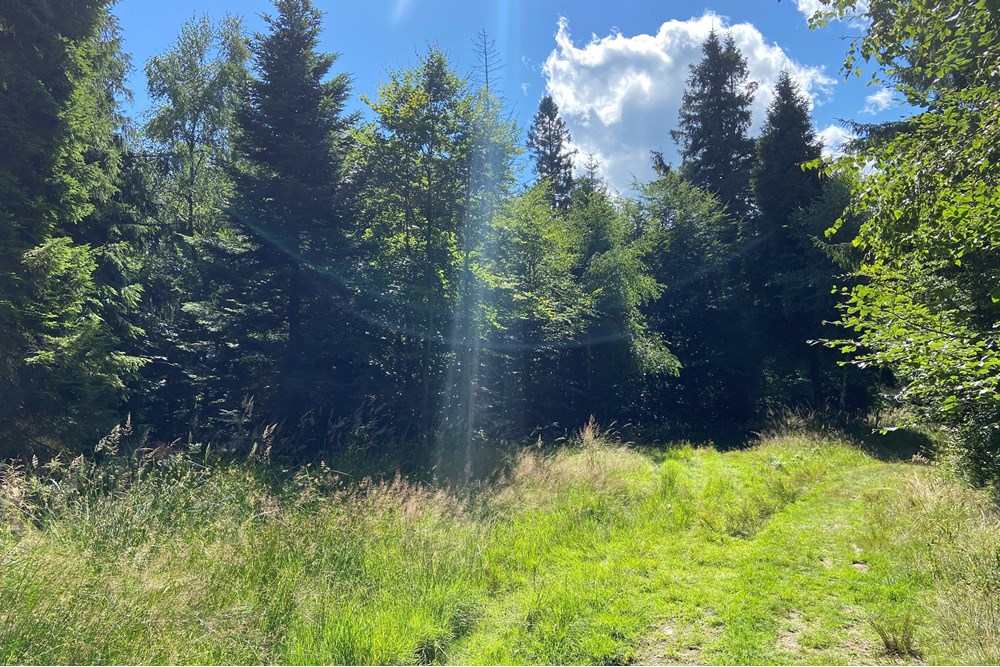 Działka - Sprzedaż - Wilkowice, Polska - IMG_9714.jpeg - 800061116-26