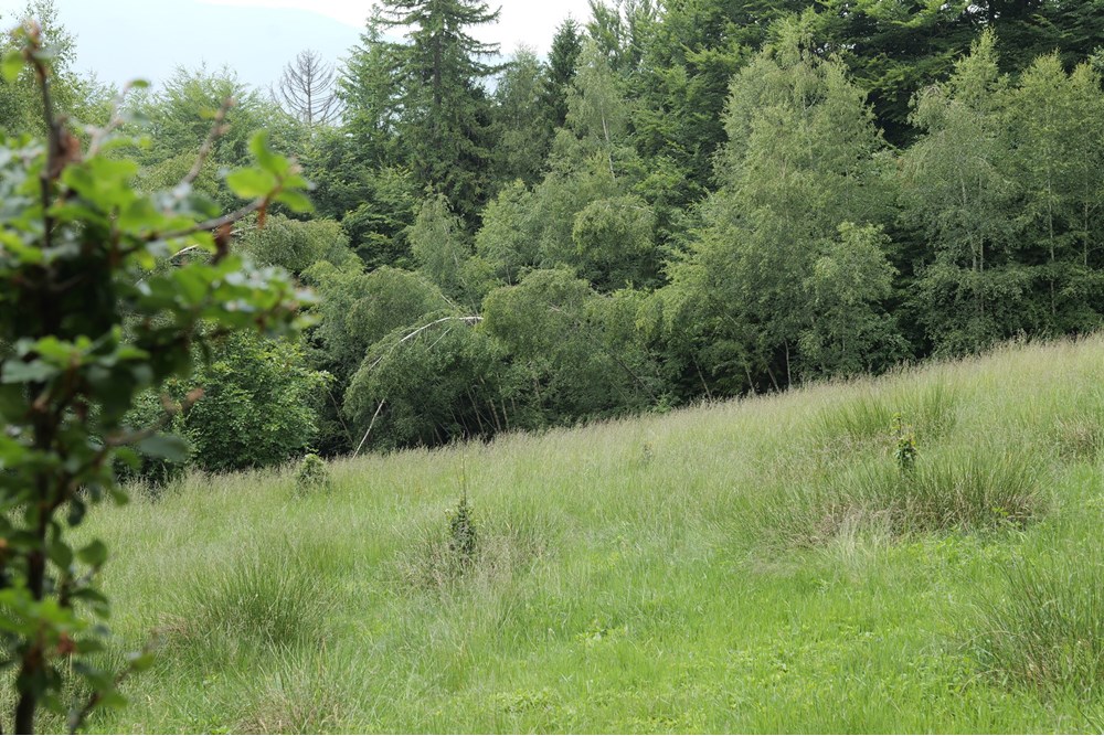 Działka - Sprzedaż - Wilkowice, Polska - P1011738.JPG - 800061116-13