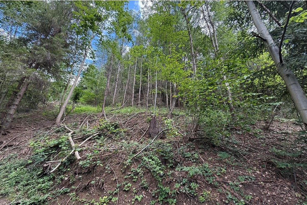 Nieruchomość gruntowa - Sprzedaż - Krościenko nad Dunajcem, Polska - IMG_0477-2.jpeg - 800091057-5