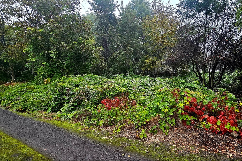 Nieruchomość gruntowa - Sprzedaż - Dąbrowa Górnicza, Polska - 20251009_095146.jpg - 800061135-13