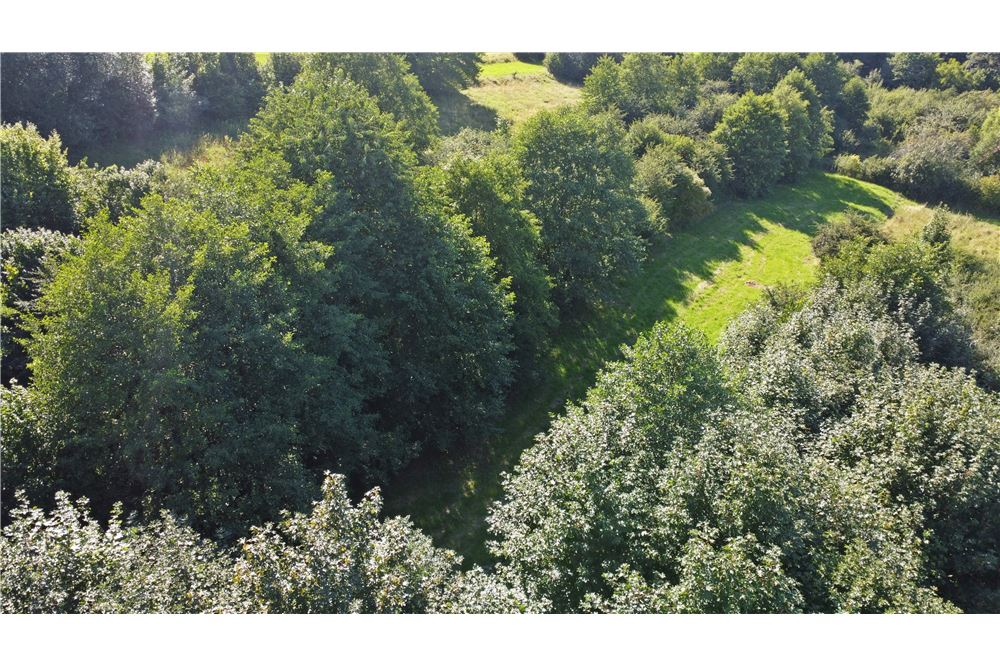 Działka - Sprzedaż - Radziechowy, Polska - 20 - 800061039-516