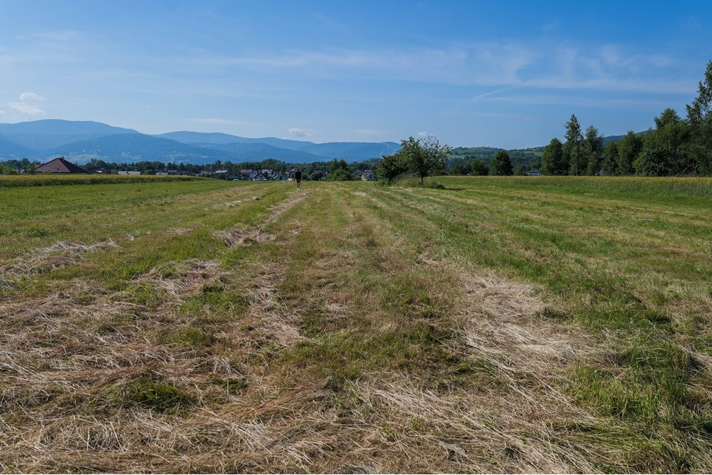 Działka budowlana - Sprzedaż - Lipowa, Polska - Działka_lipowa-3.jpg - 800061116-16