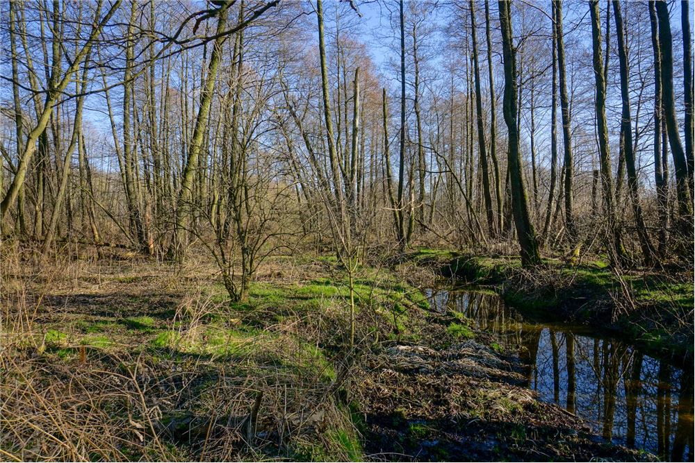 Działka budowlana - Sprzedaż - Musuły, Polska - 27 - 810141002-655