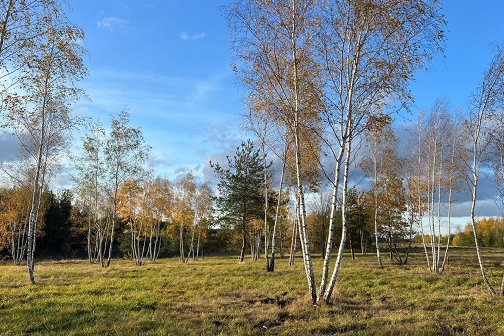 Działka budowlana - Sprzedaż - Józefów, Polska - 76d5610f-3076-4763-978f-78a0554a87a8.jpg - 810251071-29