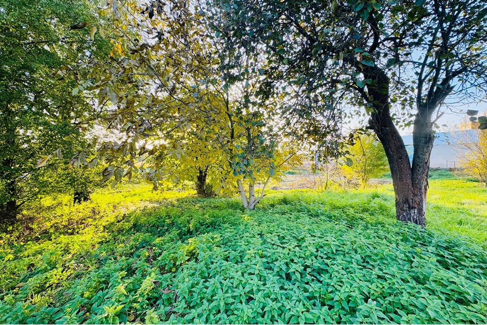 Działka budowlana - Sprzedaż - Rybnik, Polska - zagłoby 9.jpg - 470311001-56