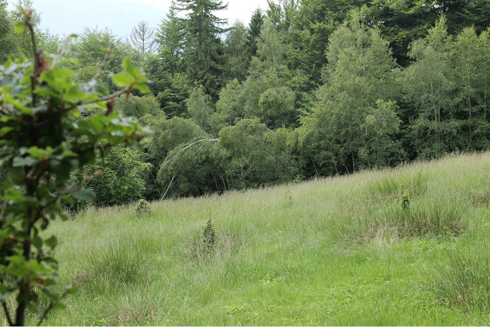 Działka - Sprzedaż - Wilkowice, Polska - P1011737.JPG - 800061116-13