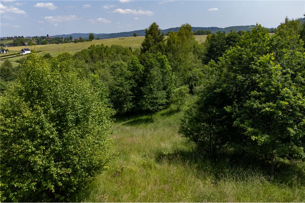 Działka budowlana - Sprzedaż - Rychwałd, Polska - 56 - 800061103-169