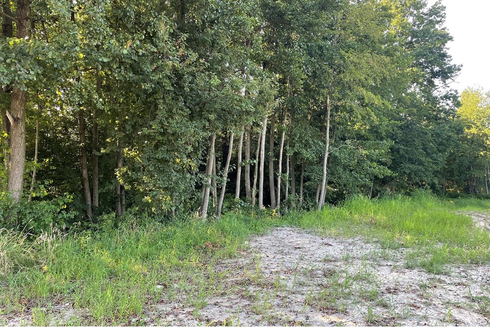 Działka budowlana - Sprzedaż - Krzeczów, Polska - IMG_4977.jpeg - 800241049-2