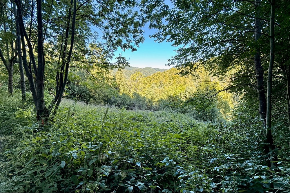 Działka budowlana - Sprzedaż - Tylmanowa, Polska - IMG_0624.jpeg - 800091057-7