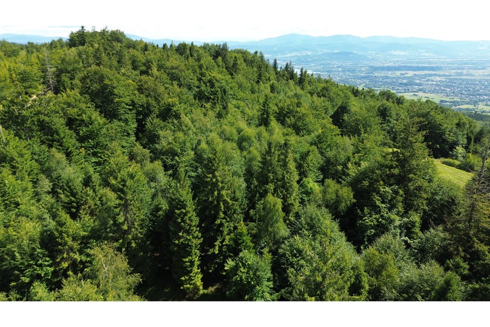 Działka - Sprzedaż - Wilkowice, Polska - DJI_0046.JPG - 800061116-26