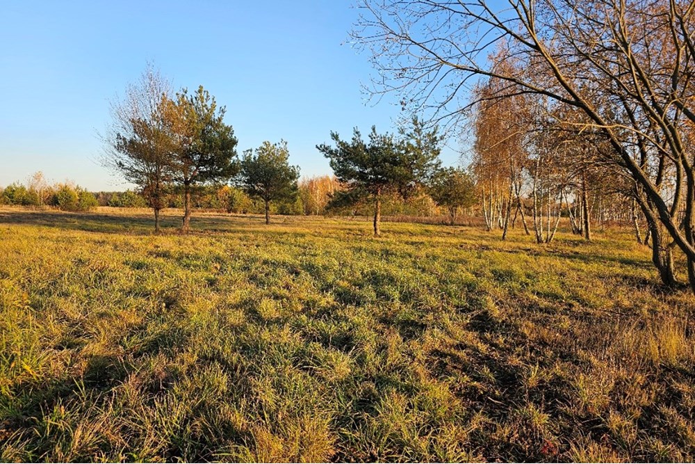 Działka - Sprzedaż - Józefów, Polska - 20251107_150654.jpg - 810251061-22