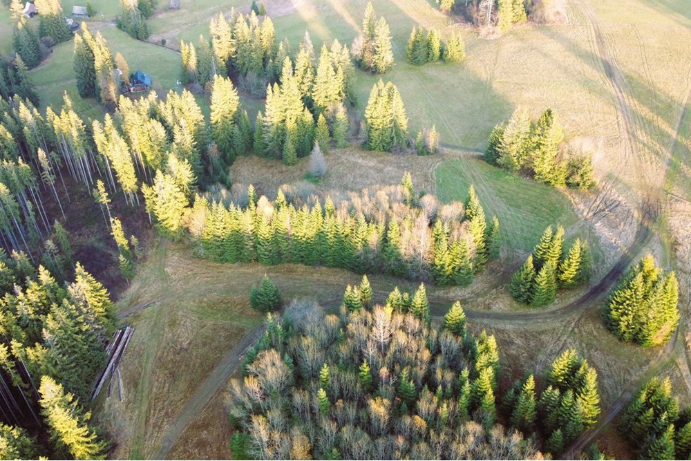 Działka - Sprzedaż - Dzianisz, Polska - D4.JPG - 470151050-9