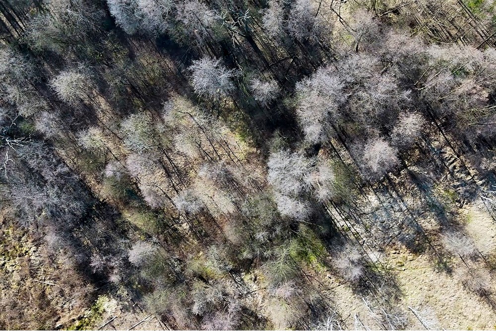 Działka budowlana - Sprzedaż - Krzeczów, Polska - 4f.jpg - 800241049-2