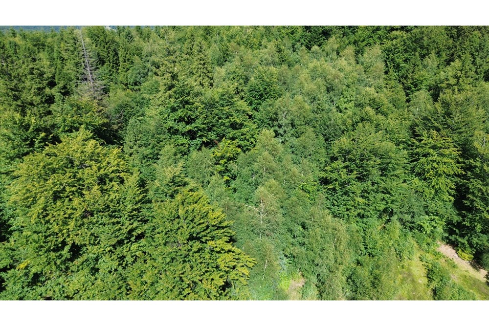 Działka - Sprzedaż - Wilkowice, Polska - DJI_0047.JPG - 800061116-26