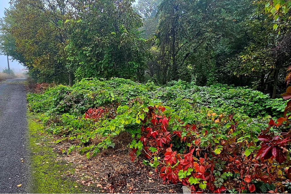 Nieruchomość gruntowa - Sprzedaż - Dąbrowa Górnicza, Polska - 20251009_095159.jpg - 800061135-13