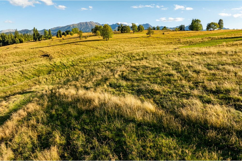 Działka - Sprzedaż - Zakopane, Polska - 20250826-DJI_0100-HDR.jpg - 470151024-450