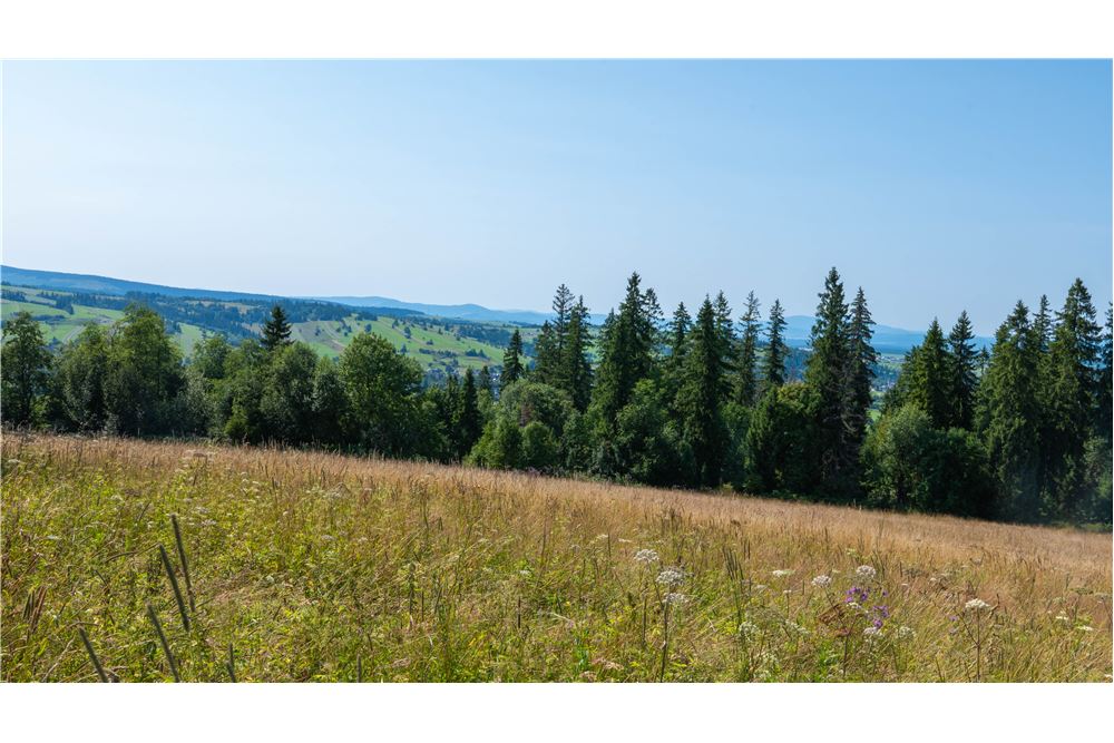 Nieruchomość gruntowa - Sprzedaż - Dzianisz, Polska - 36 - 800061116-23