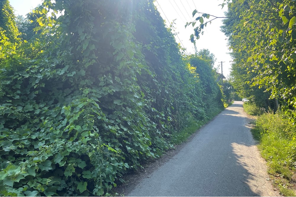 Działka budowlana - Sprzedaż - Krzeczów, Polska - IMG_4968.jpeg - 800241049-2