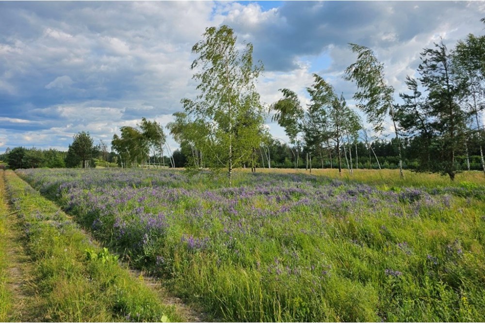 Działka budowlana - Sprzedaż - Józefów, Polska - 20250620_172414.jpg - 810251061-18