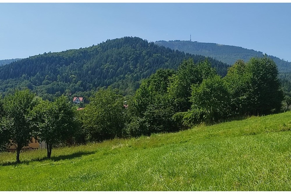 Działka - Sprzedaż - Lipowa, Polska - IMG_20250813_123032.jpg - 800061133-2