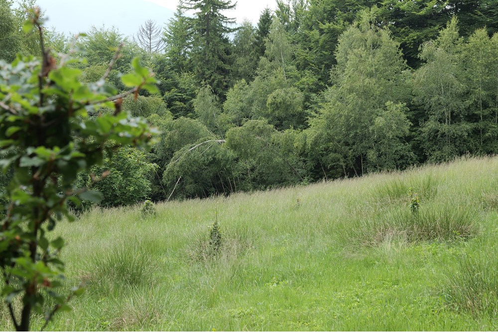 Działka - Sprzedaż - Wilkowice, Polska - P1011736.JPG - 800061116-13