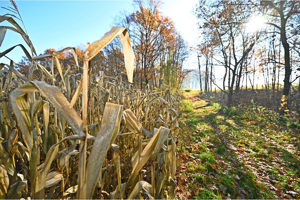 Działka - Sprzedaż - Witkowice, Polska - 9.JPG - 470131110-2