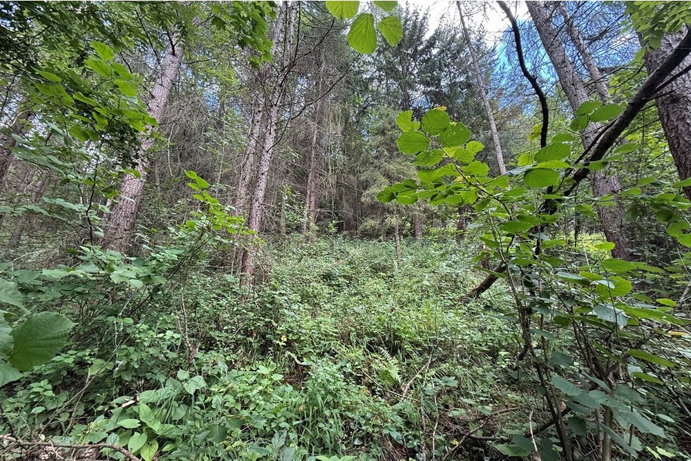 Nieruchomość gruntowa - Sprzedaż - Krościenko nad Dunajcem, Polska - IMG_0471-2.jpeg - 800091057-5