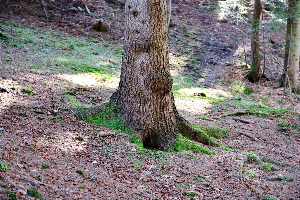 Dom wolnostojący - Sprzedaż - Pewel Ślemieńska, Polska - 75 - 800061016-1147