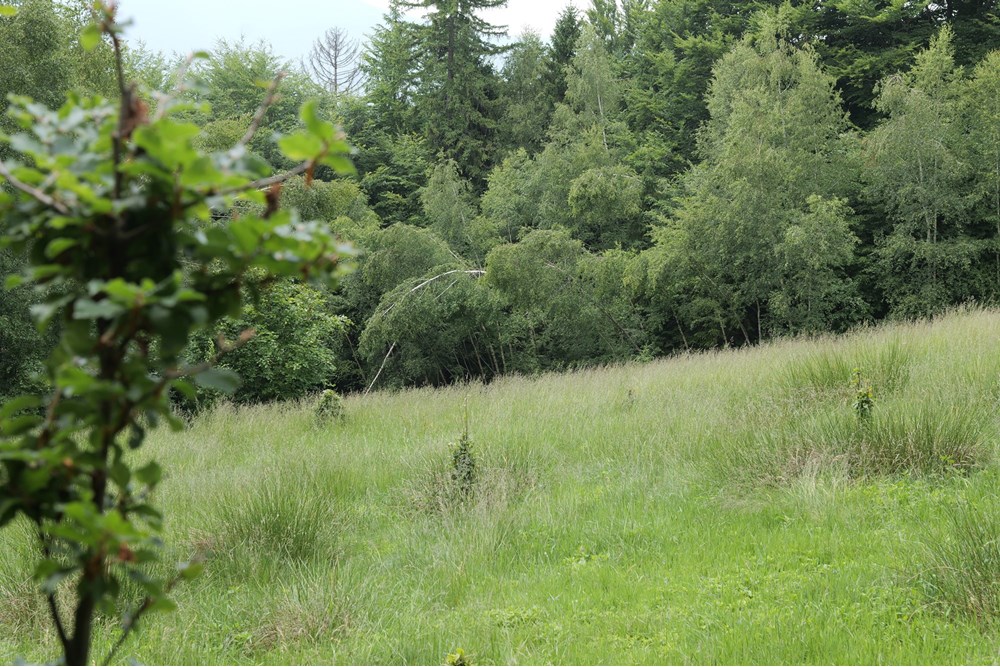 Działka - Sprzedaż - Wilkowice, Polska - P1011735.JPG - 800061116-13