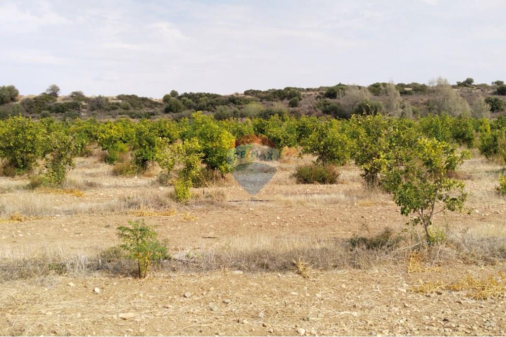 Residencial - Terreno - Kouklia, Paphos - CY - IMG_20251103_123449.jpg - 480031139-207