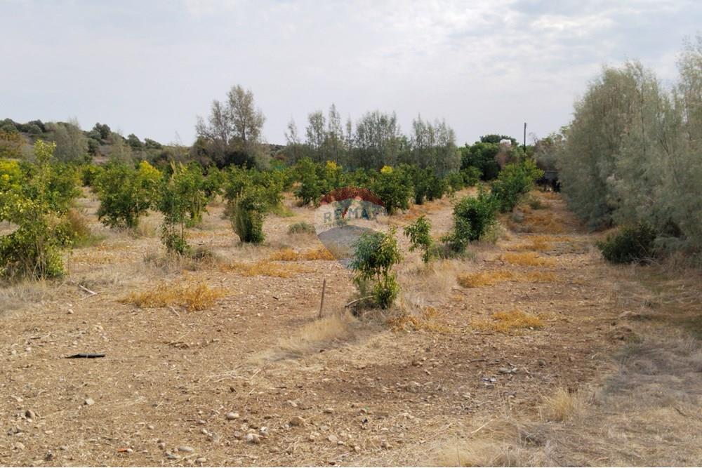 Residencial - Terreno - Kouklia, Paphos - CY - IMG_20251103_123445.jpg - 480031139-207