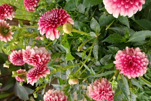 Slider Image Thumbnail