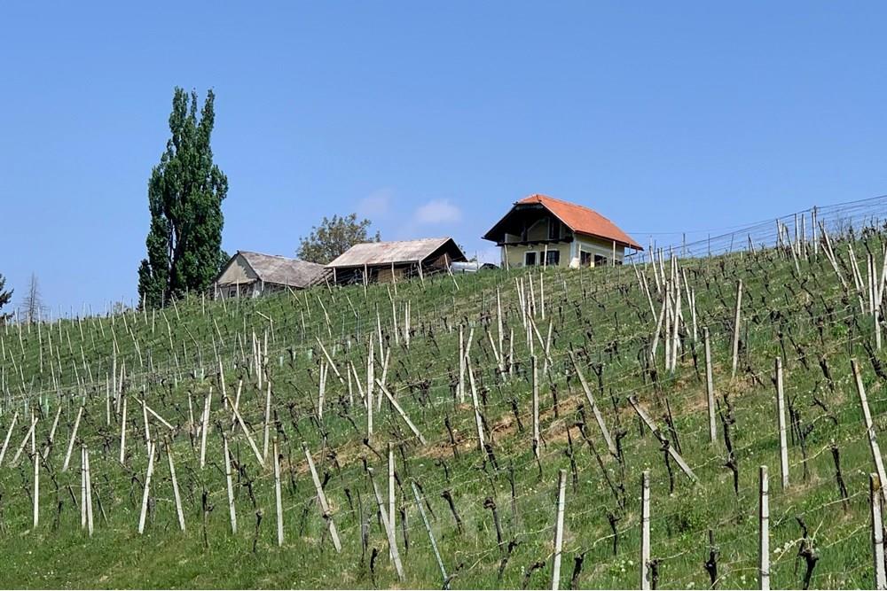 Wohnung - Landbouwperceel - Jarenina, Podravje - SI - IMG_0692.jpg - 490321050-71