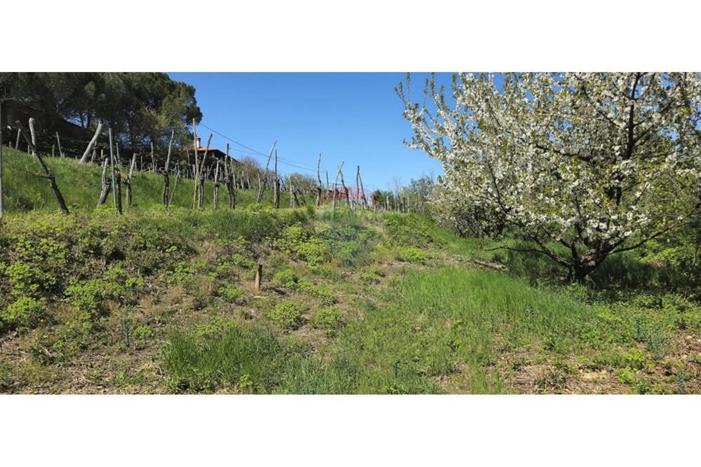 Residential - Plot of Land for Hospitality Development - Brda, North Primorska region - SI - IMG-20250407-WA0006.jpg - 490371006-124