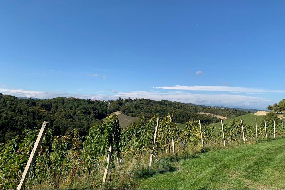 Wohnung - Landbouwperceel - Jarenina, Podravje - SI - IMG_4565.jpg - 490321050-71