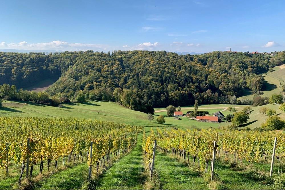 Wohnung - Landbouwperceel - Jarenina, Podravje - SI - IMG_4603.jpg - 490321050-71