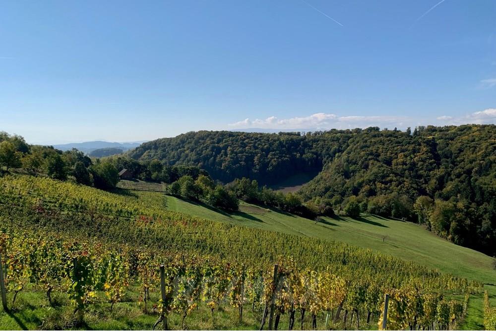 Wohnung - Landbouwperceel - Jarenina, Podravje - SI - IMG_4605.jpg - 490321050-71