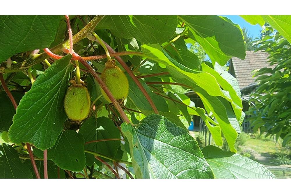 Wohnung - Hütte - Hoče - Slivnica, Podravje - SI - 20250621_162036.jpg - 490321050-70