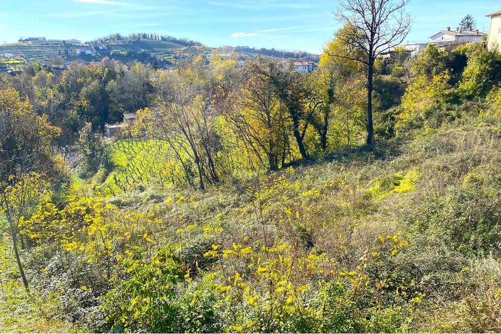 Residential - Plot of Land for Hospitality Development - Brda, North Primorska region - SI - 03 IMG_6450.jpeg - 490371007-35