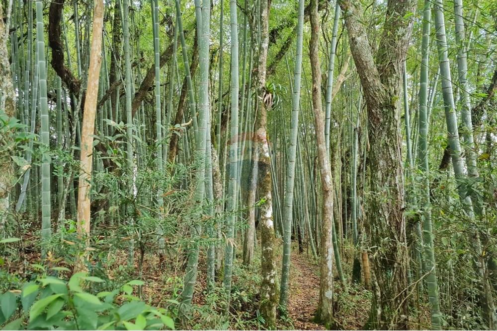 Chácara / Sítio / Fazenda - Venda - São José dos Pinhais , Paraná - 4130a965-b6c7-4431-a05e-e83fc2b9e6b8.jpeg - 560331128-24