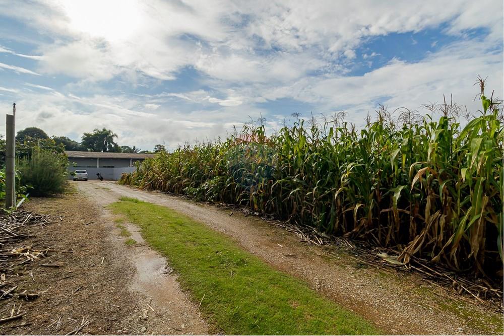 Chácara / Sítio / Fazenda - Alugar - Fazenda Rio Grande , Paraná - IMG_9394.jpg - 560391075-16
