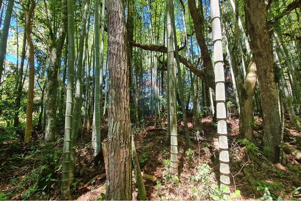 Chácara / Sítio / Fazenda - Venda - São José dos Pinhais , Paraná - 653c0112-ca14-4c20-8dcb-646d837d74fc.jpeg - 560331128-24