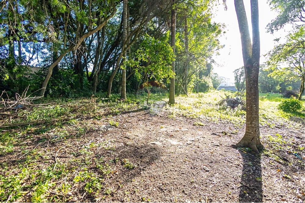 Terreno - Venda - Colombo , Paraná - IMG_9304.jpg - 560321090-43