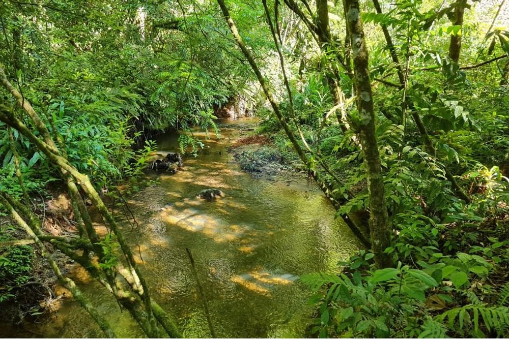 Chácara / Sítio / Fazenda - Venda - Tijucas do Sul , Paraná - ae412dfc-5c52-4665-b425-6acfb6863c54.jpeg - 560391051-20