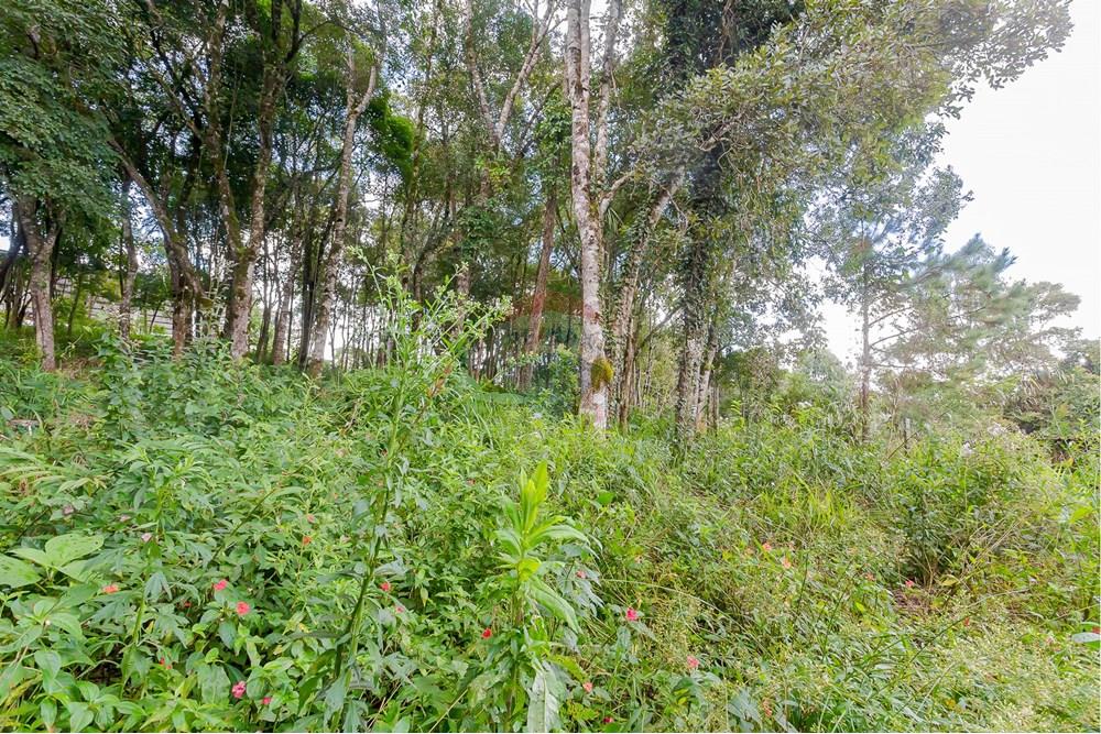 Terreno - Venda - Colombo , Paraná - _MG_7366.jpg - 560391062-13